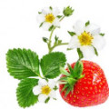 Strawberry Flower